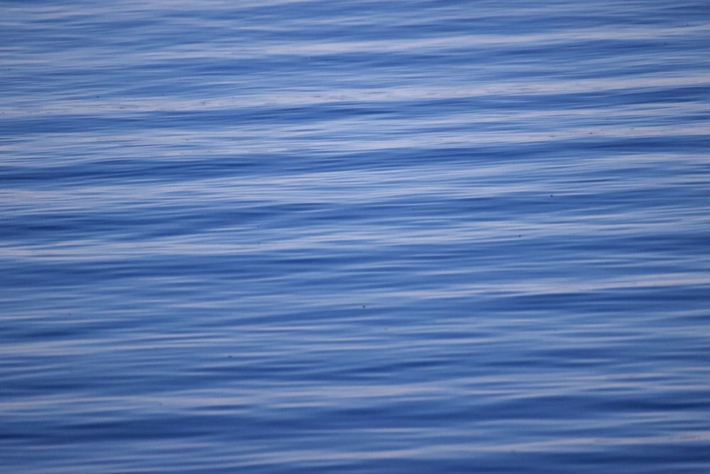 a bird flying over a body of water