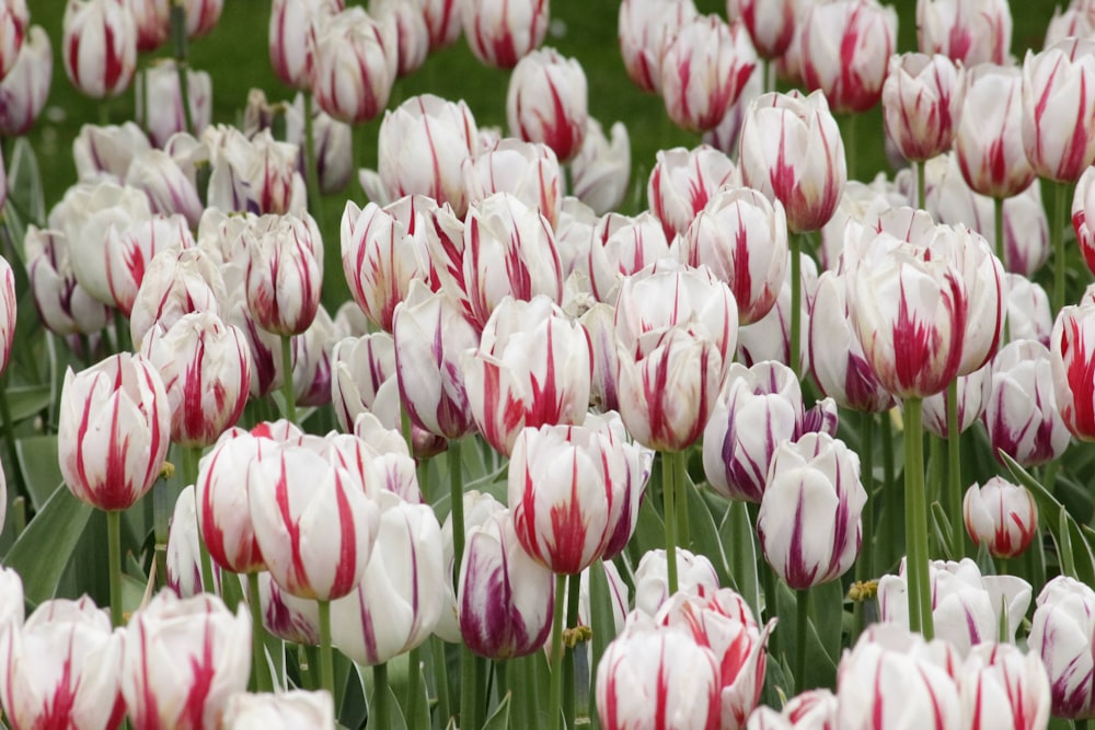a field full of white and red striped tulips