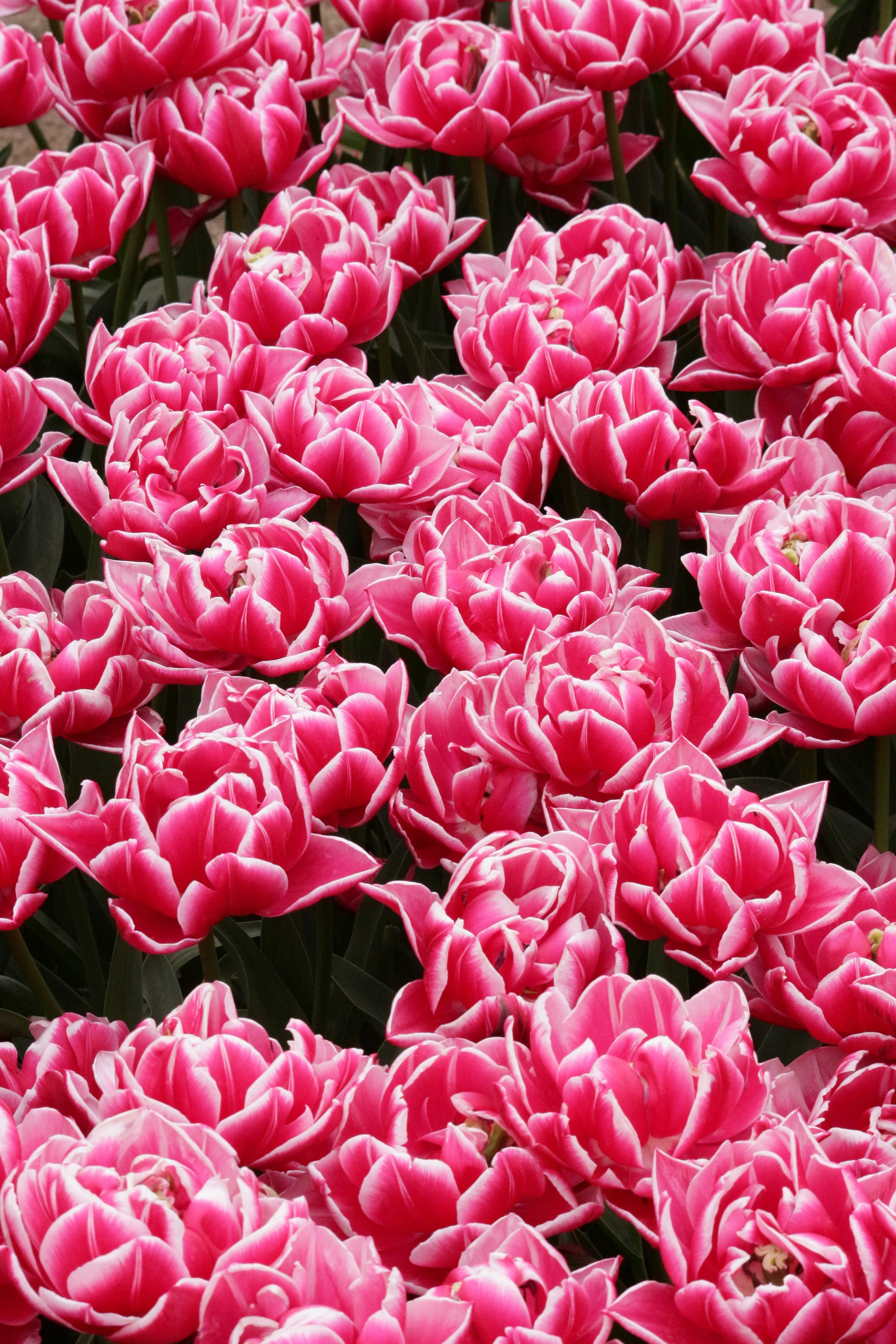 a bunch of pink flowers that are in a field