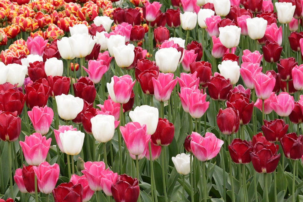 a field full of red and white tulips