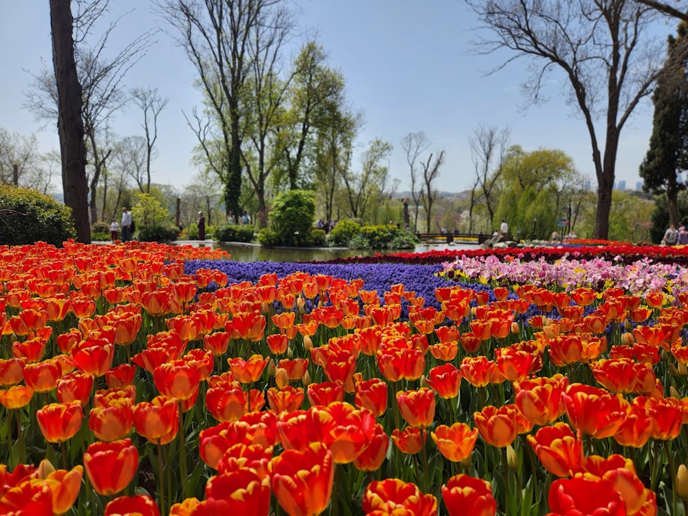 a field full of red and yellow tulips