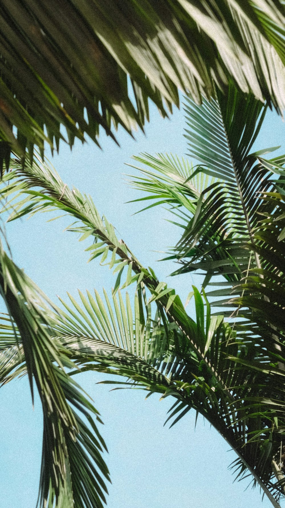 a bird is perched on a palm tree