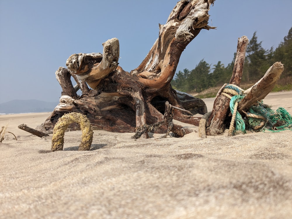 a driftwood tree on a sandy beach