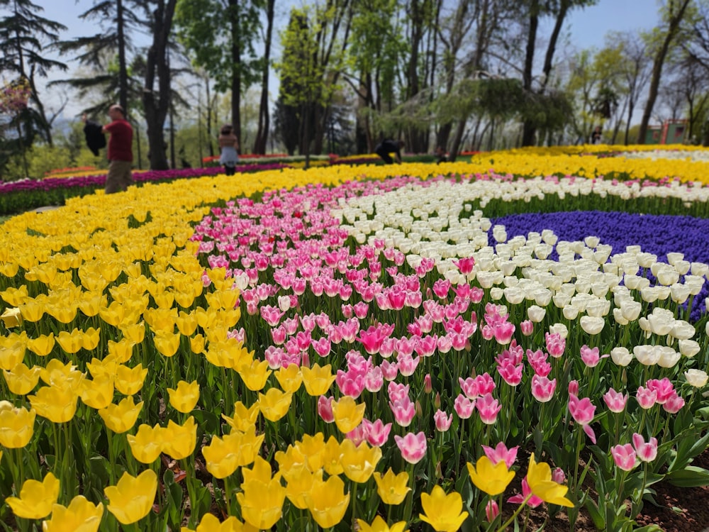 a field of colorful flowers with people in the background