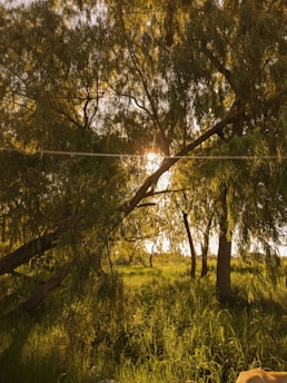 the sun is shining through the trees in the field