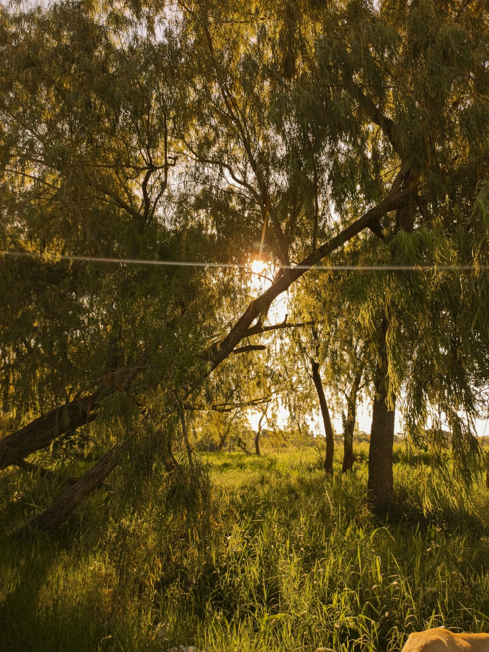 the sun is shining through the trees in the field