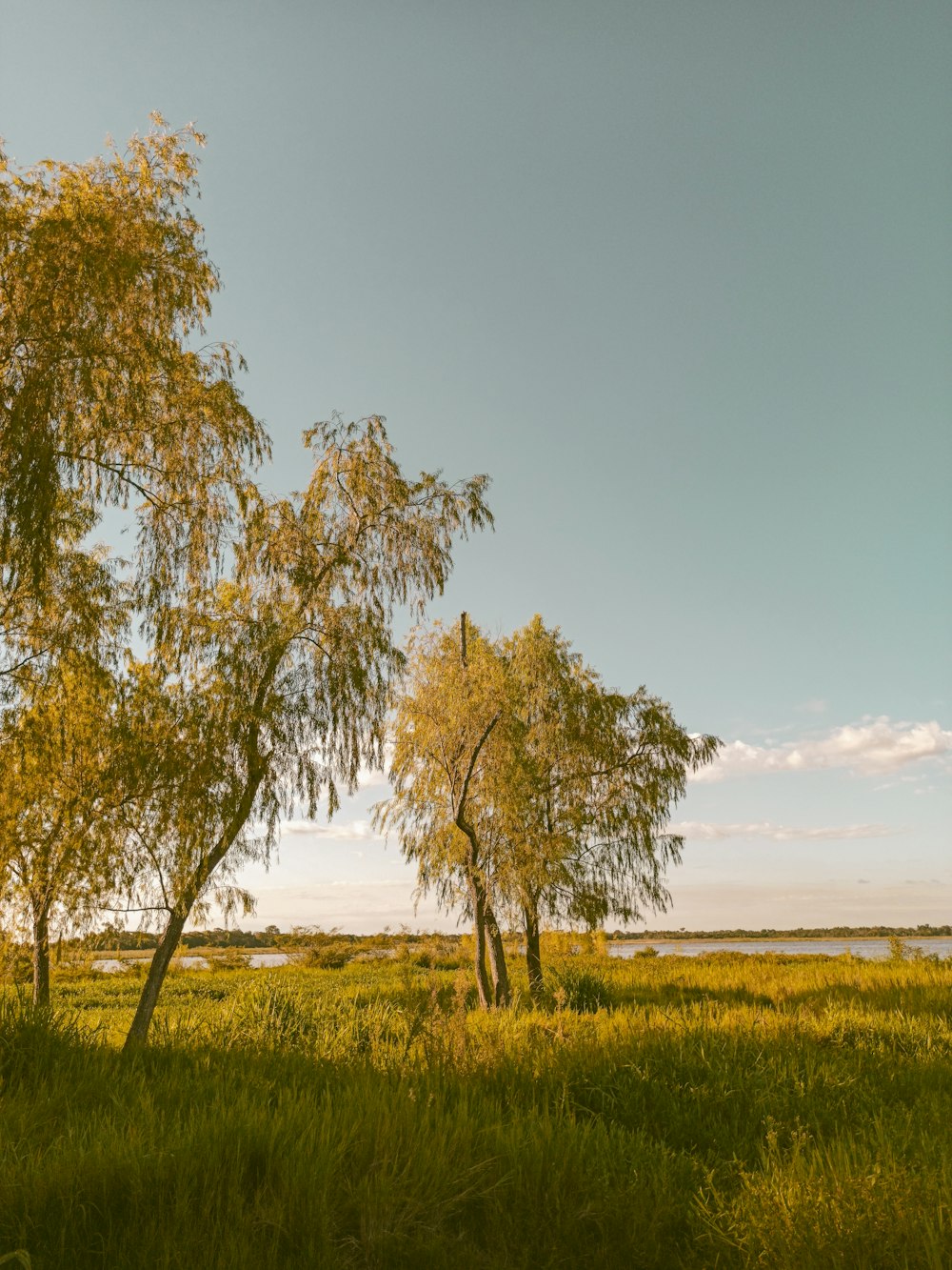 un paio di alberi che sono nell'erba