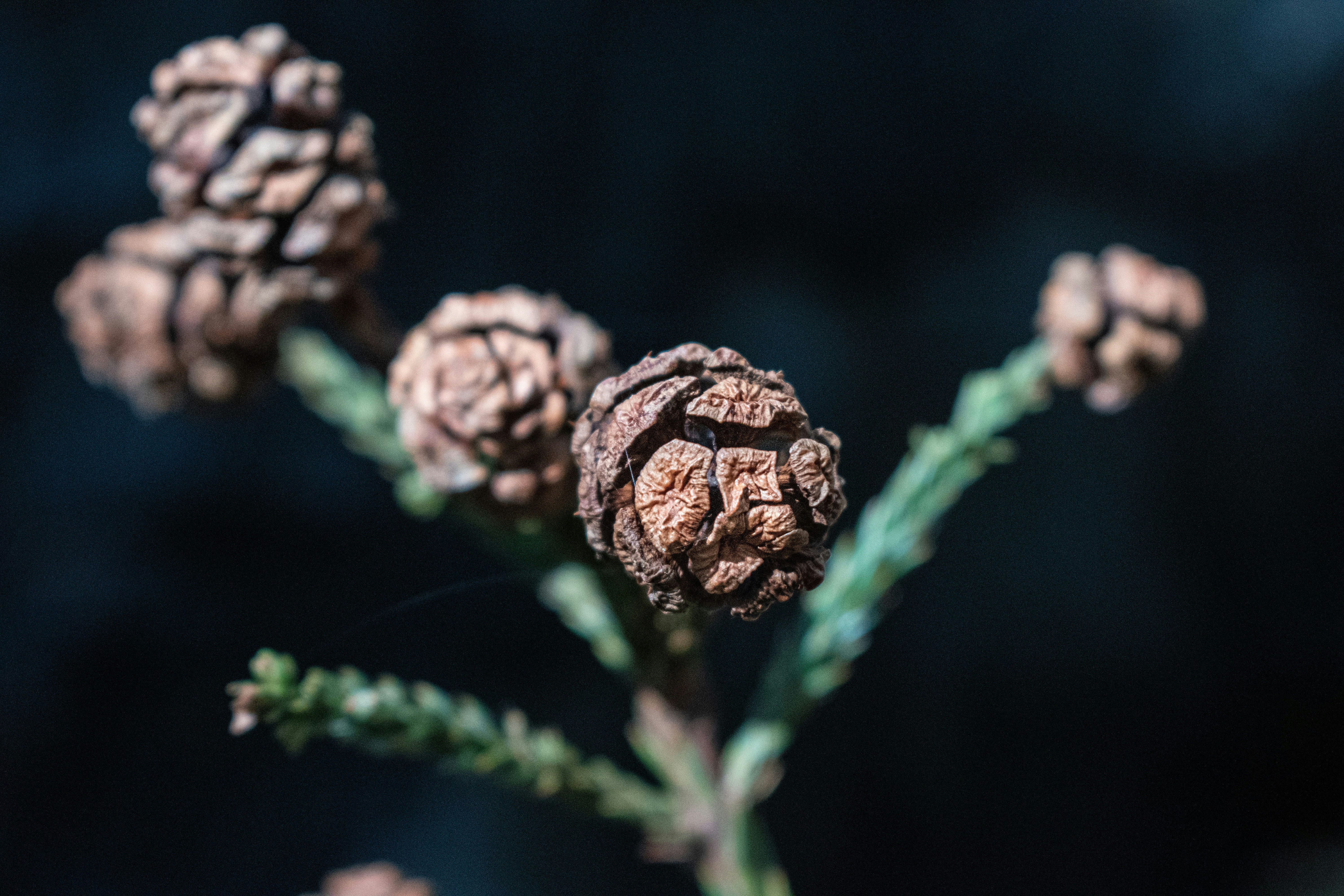 Photo by elisastonephotography