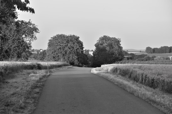 A rural paved road stretches into the distance with trees lining both sides. Fields extend into the horizon, and the scene is captured in black and white, highlighting the contrast between shadows and light. The surrounding trees are lush and dense, contributing to a quiet, serene atmosphere.