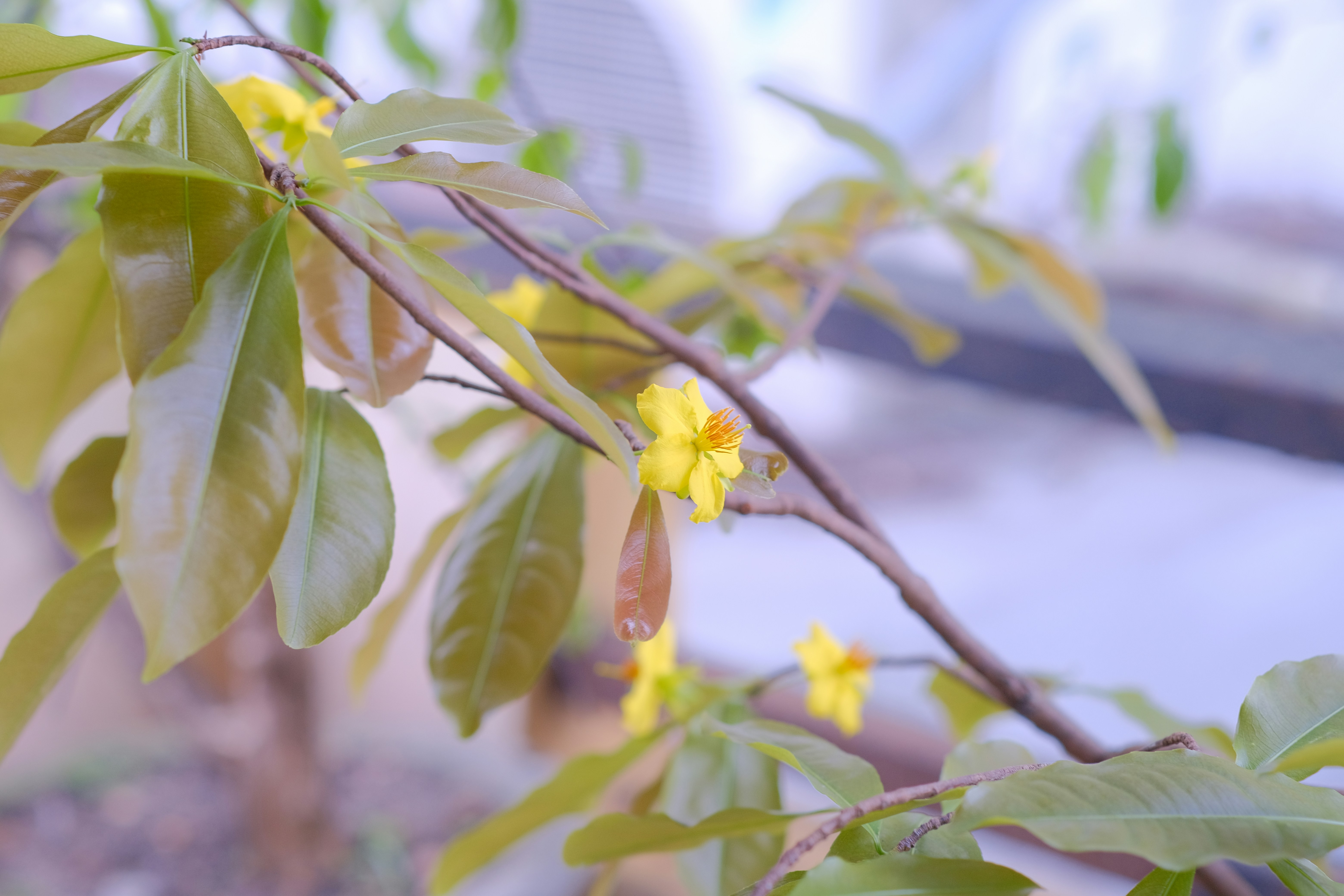 a branch with yellow flowers and green leaves