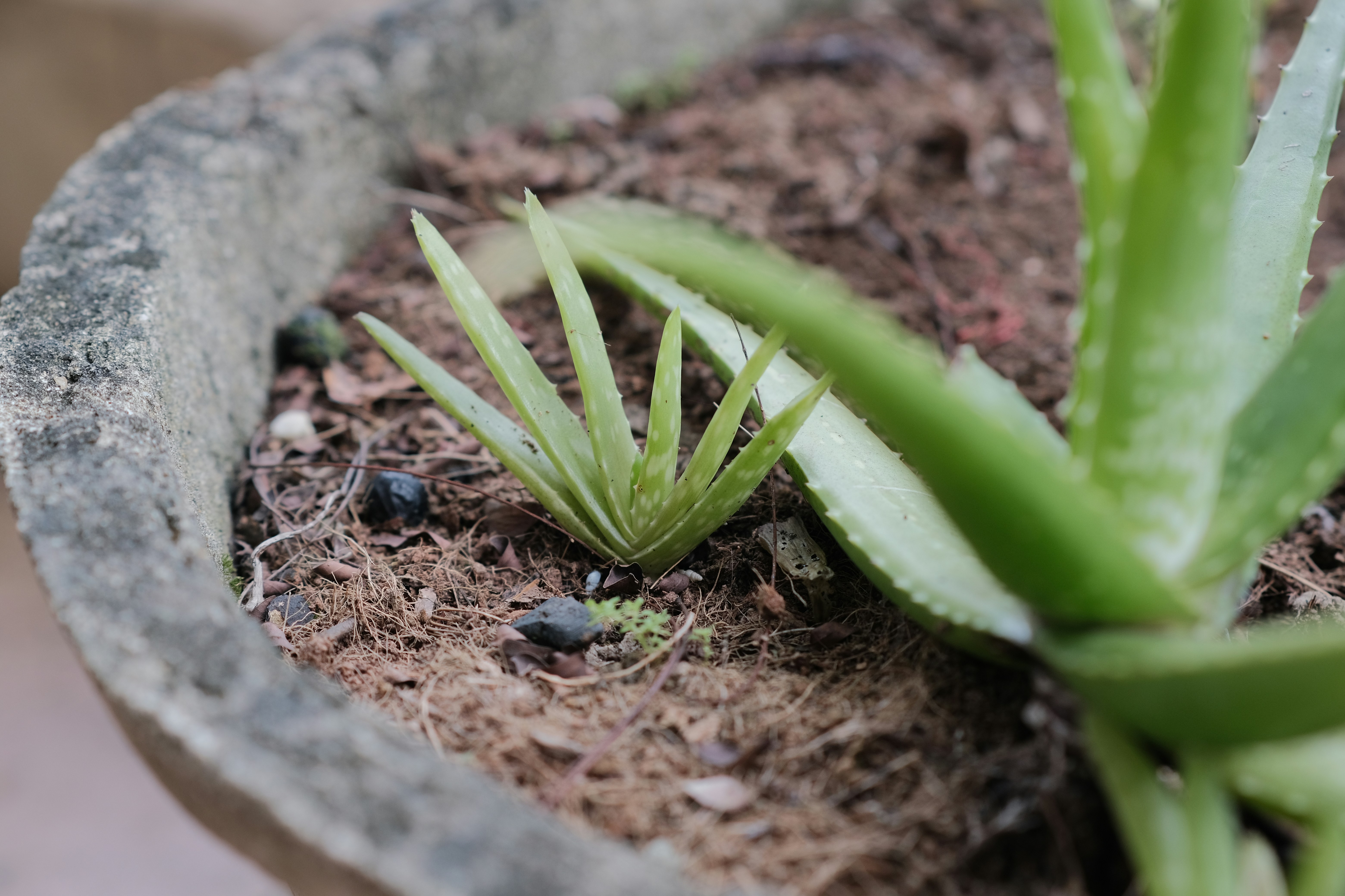 a close up of a plant in a pot
