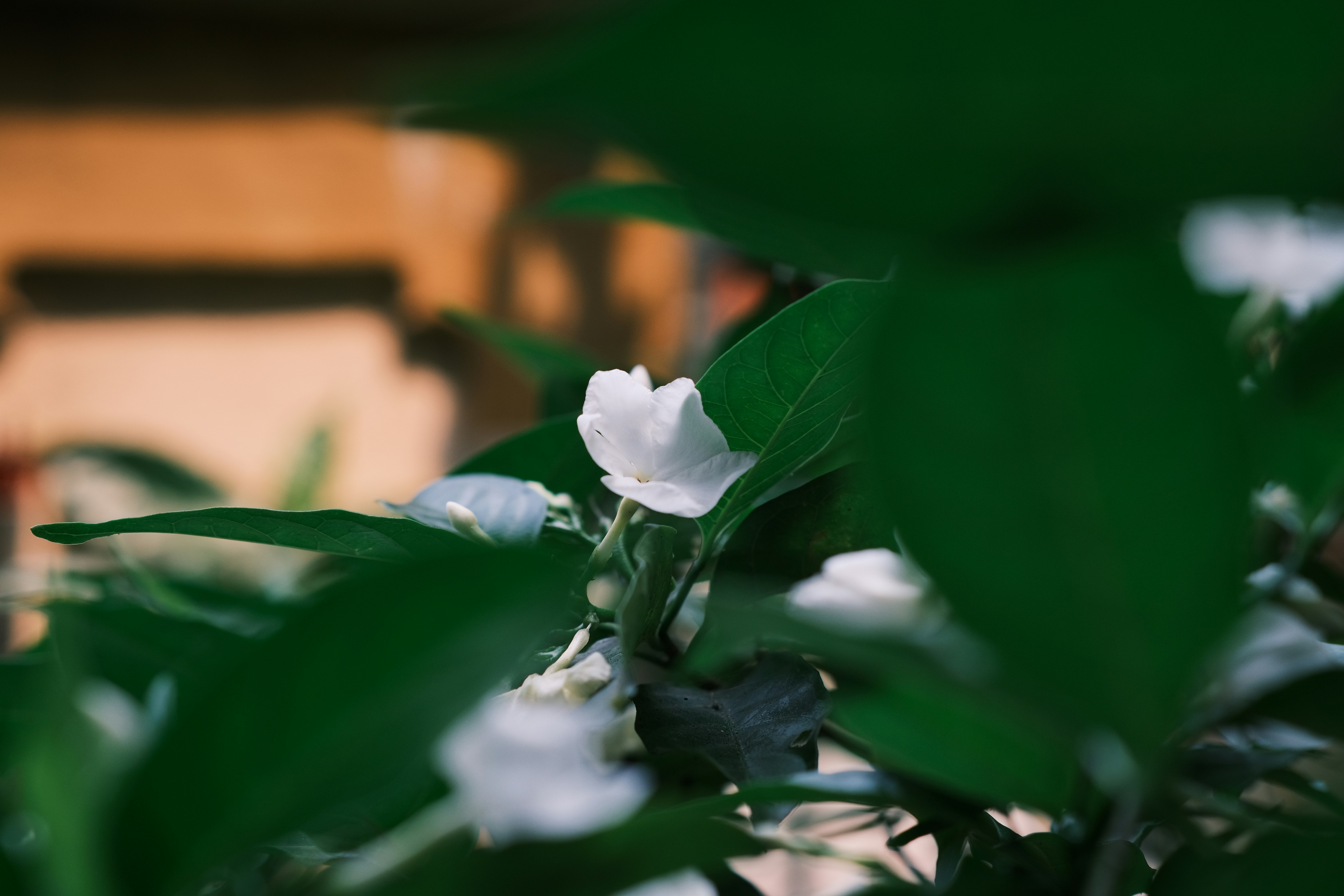 Photo by tutrananh109