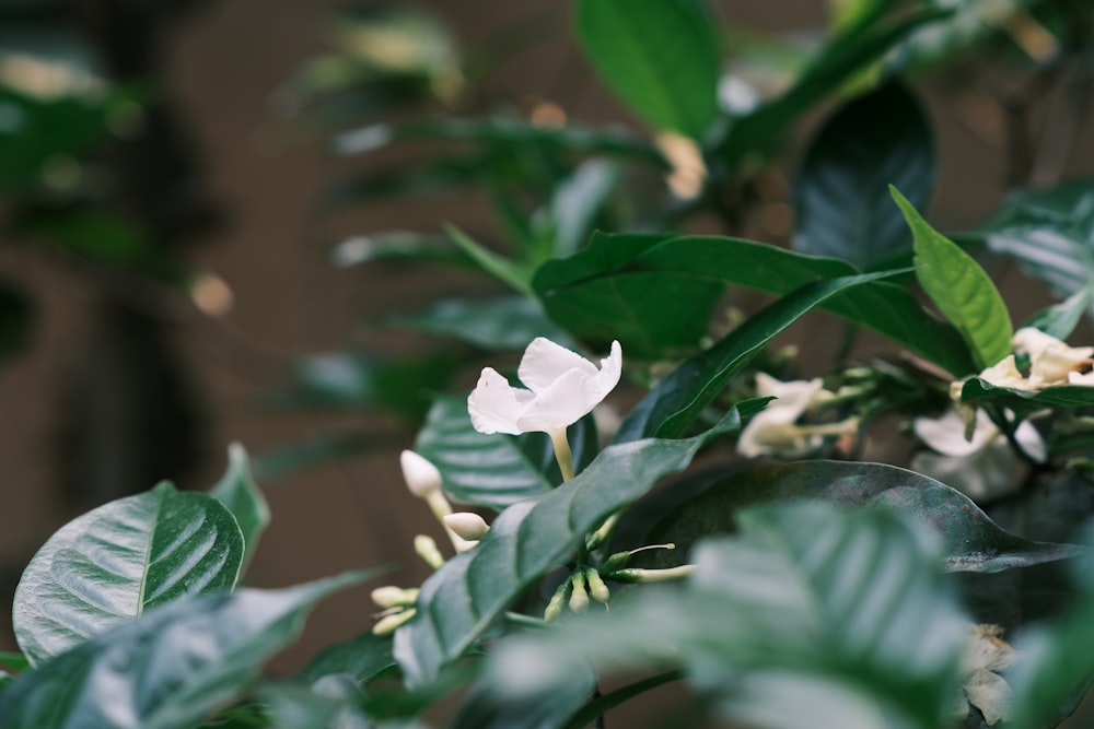 a close up of a white flower on a tree