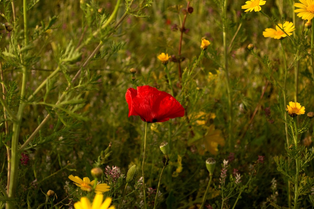 a red flower in a field of yellow flowers