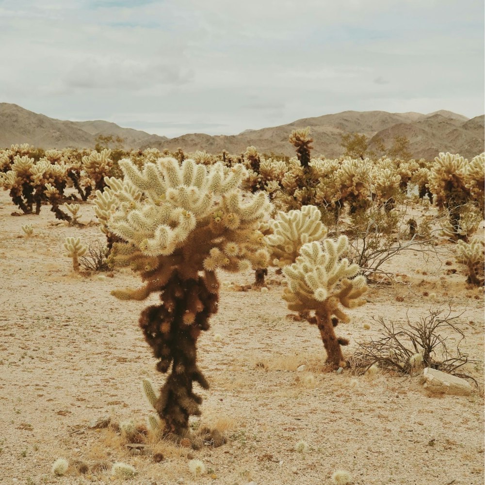 Ein Kaktus mitten in einer Wüste mit Bergen im Hintergrund
