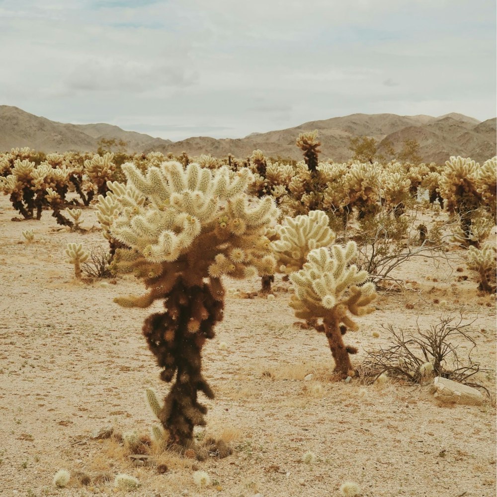 a cactus in the middle of a desert with mountains in the background