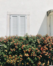 Freshly painted exterior wall of a residential property on a sunny day.