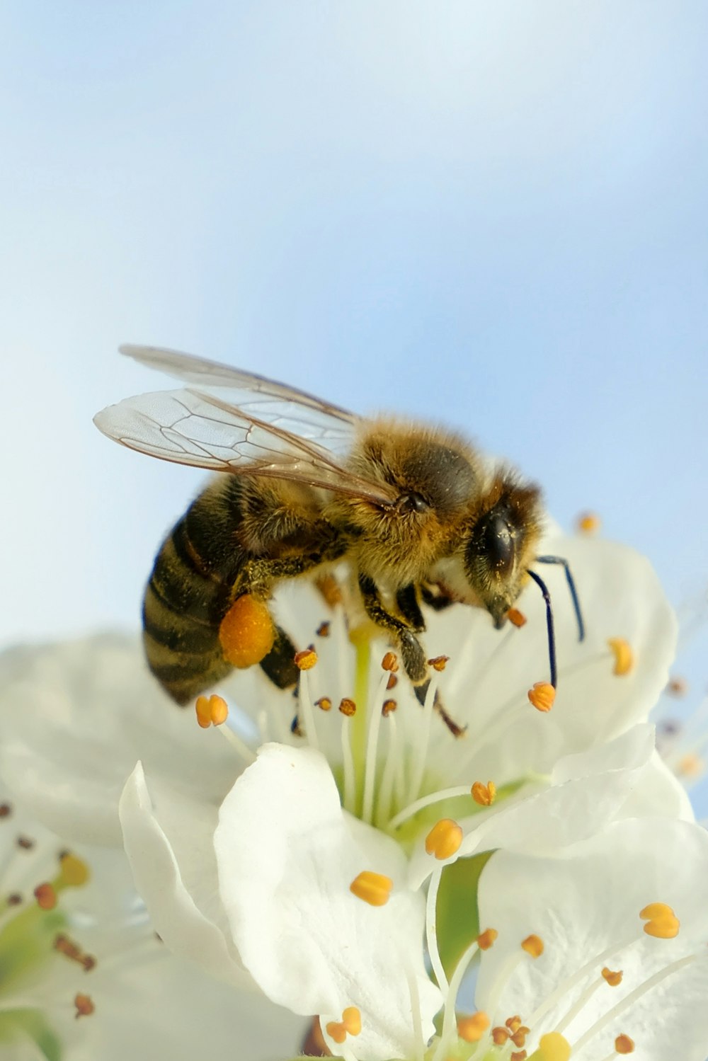 a bee sitting on top of a white flower