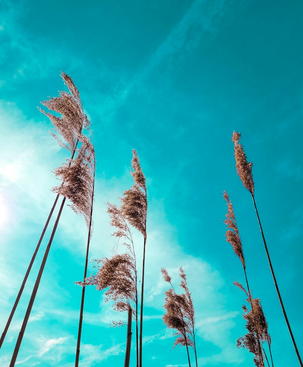 a group of tall grass blowing in the wind