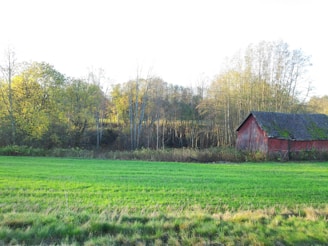 A serene view of a lush green farm field with rows of healthy plants and a rustic barn in the background.