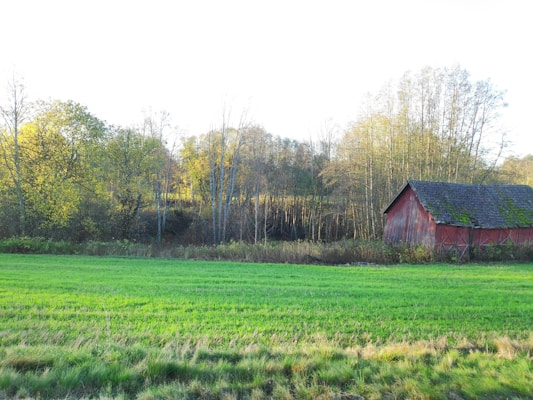 A serene view of a lush green farm field with rows of healthy plants and a rustic barn in the background.