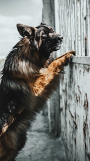 A German Shepherd stands on its hind legs, pressing its front paws against a rusted metal fence. The dog's thick fur shines in the light, with a combination of dark and lighter brown tones. The background includes a weathered, industrial setting with a hint of sky visible.