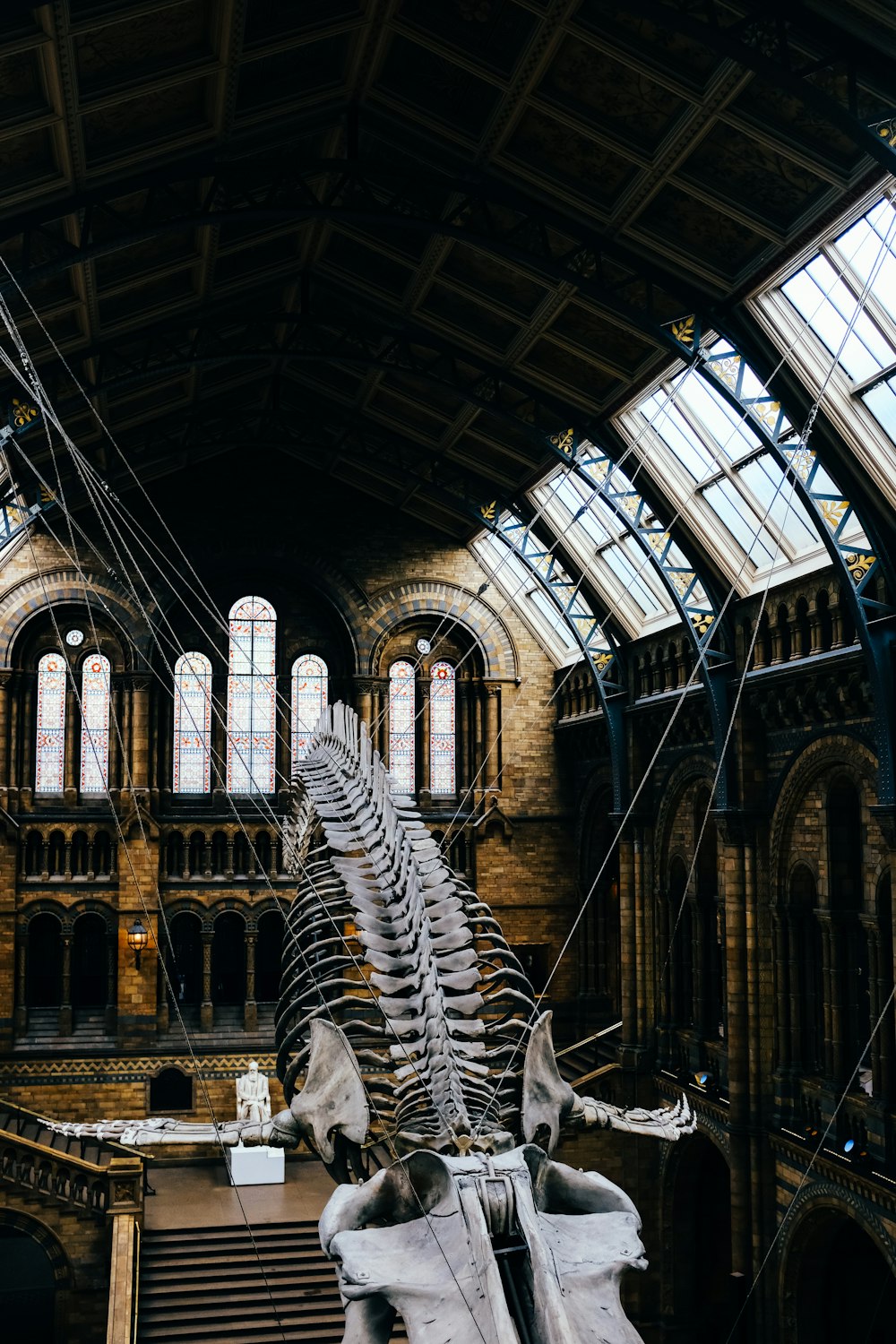 a skeleton of a dinosaur in a museum