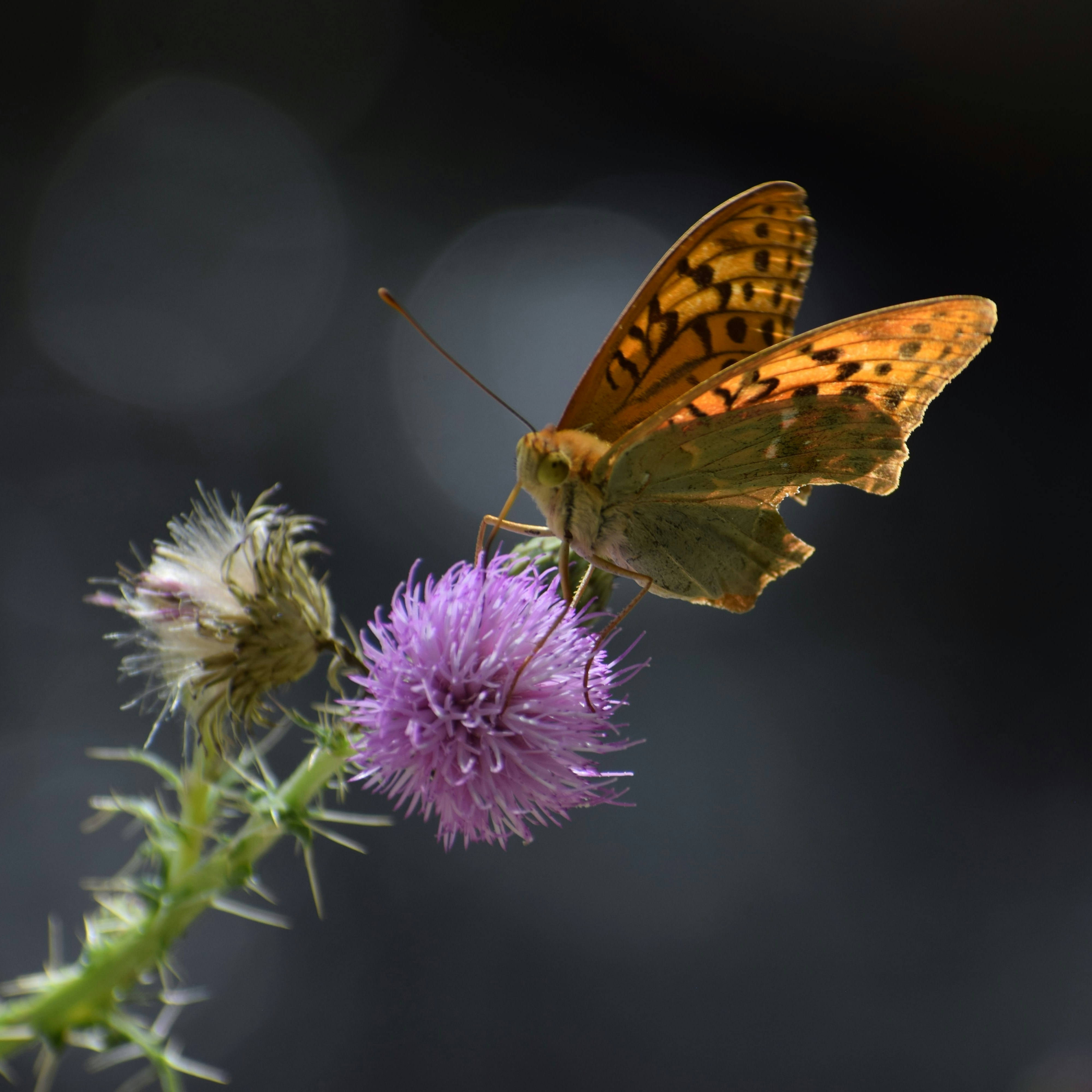 Photo by shirinsaleki