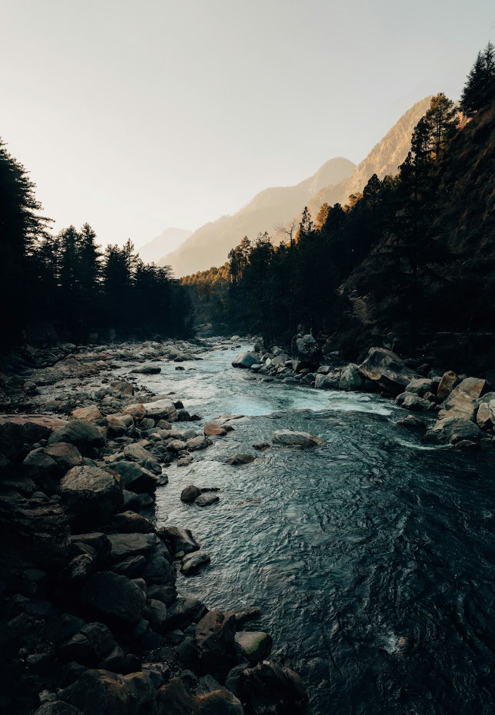 a river running through a lush green forest