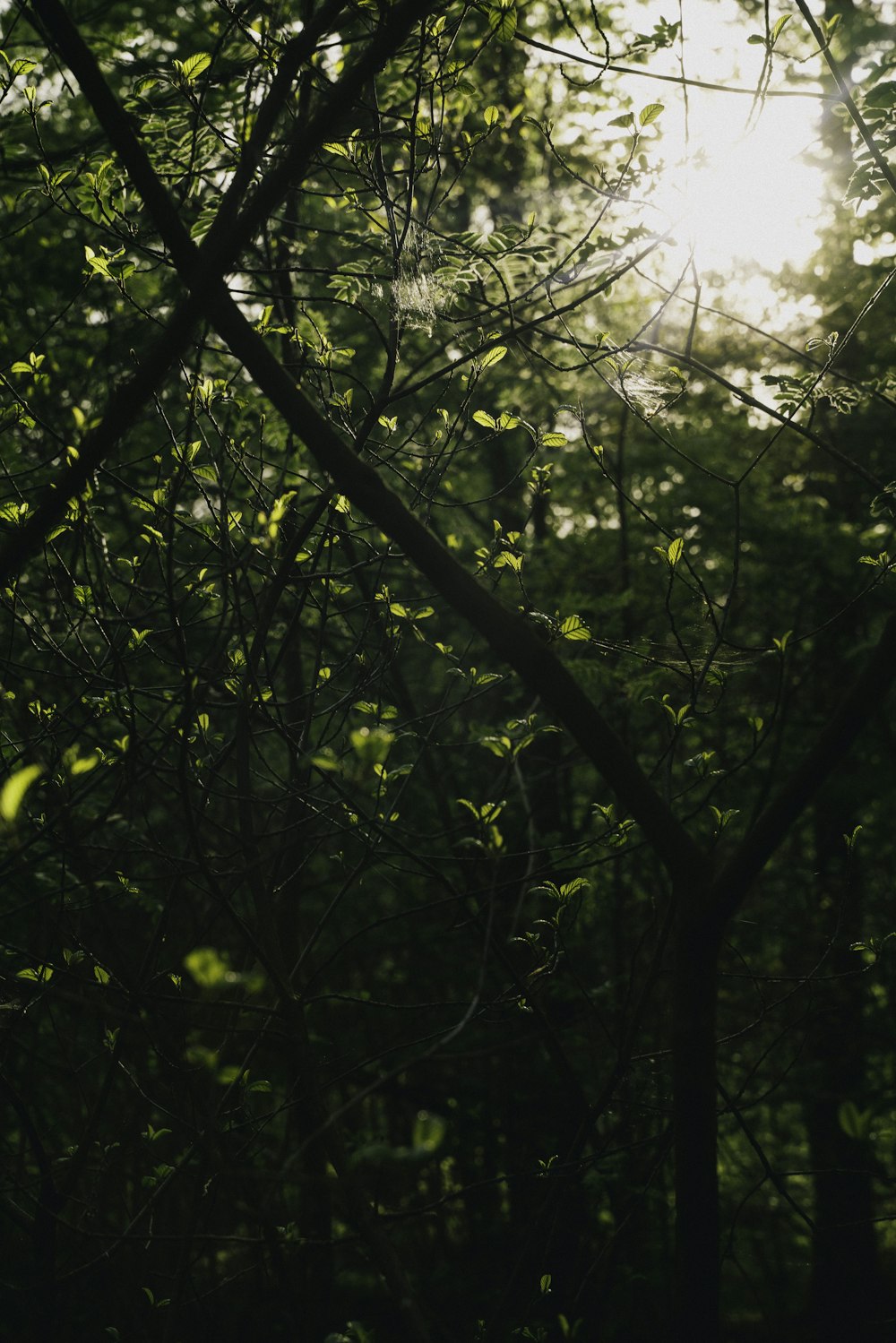 the sun shines through the trees in the forest