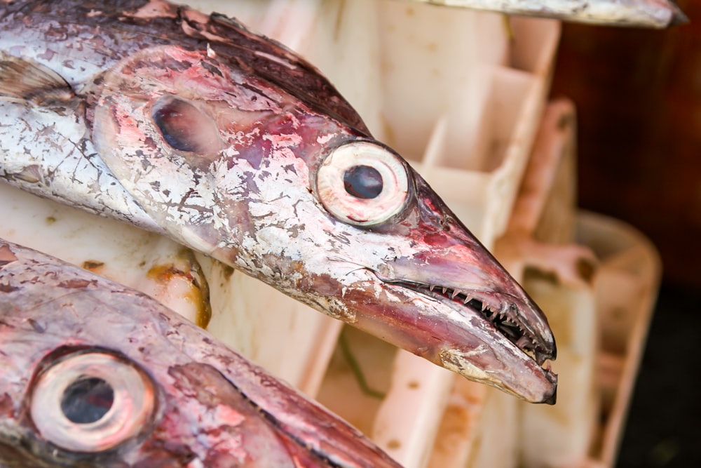 a close up of a fish with eyes on it