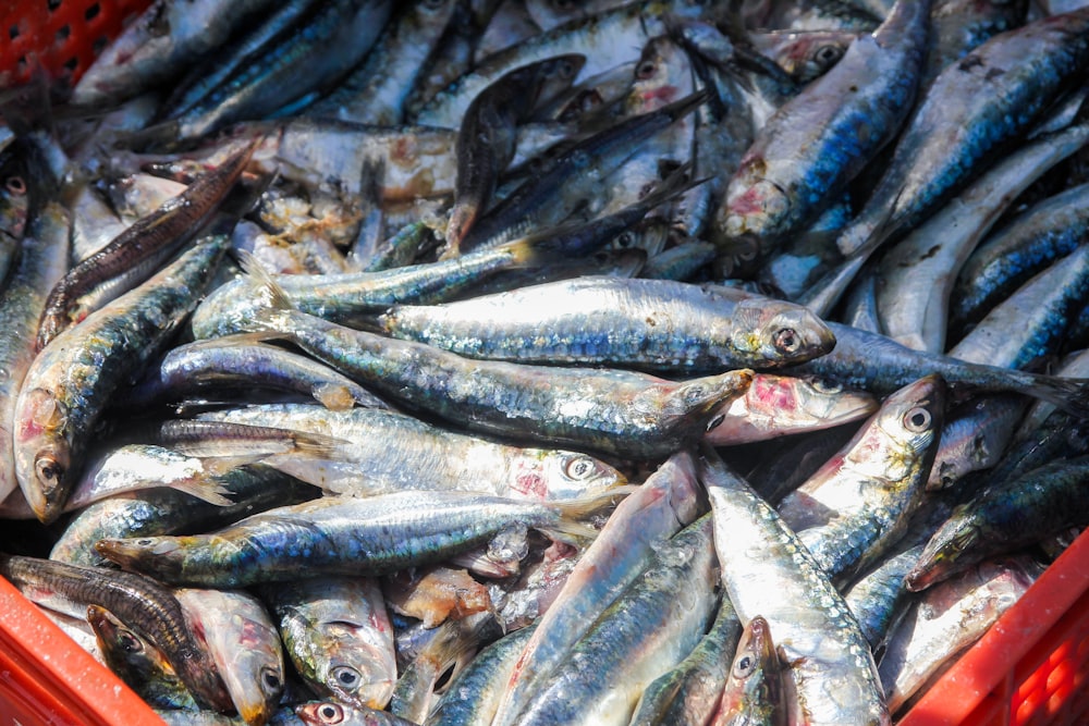 a bunch of fish that are in a bin