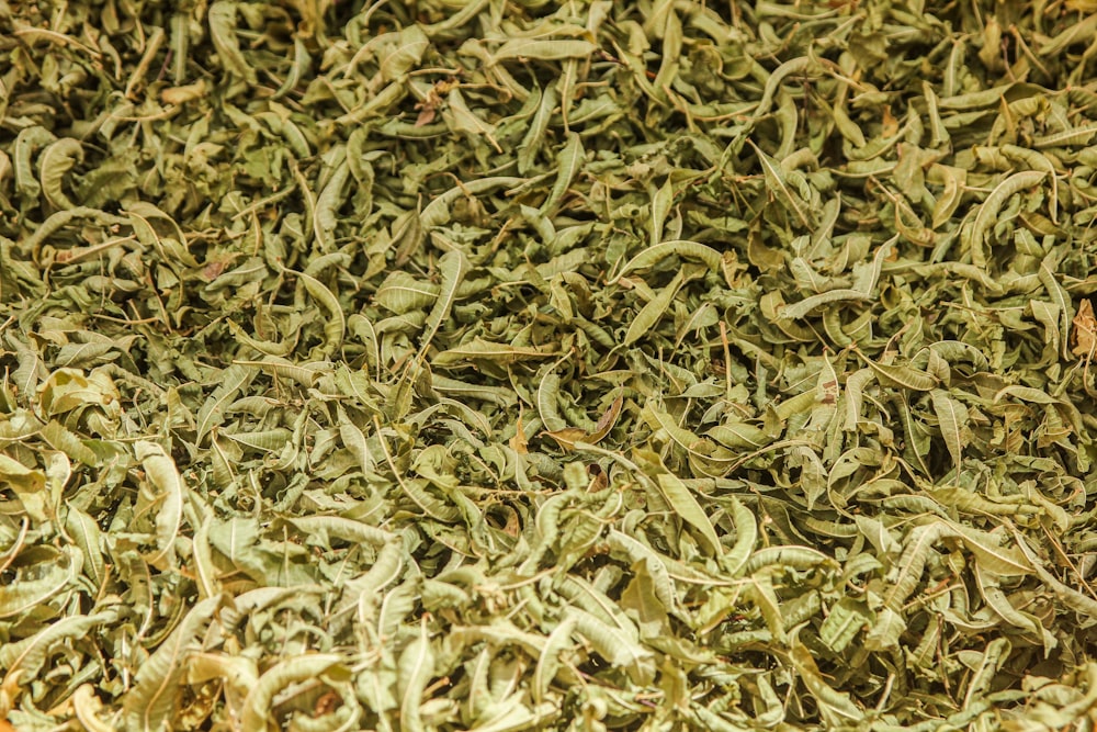 a close up of a pile of green tea leaves