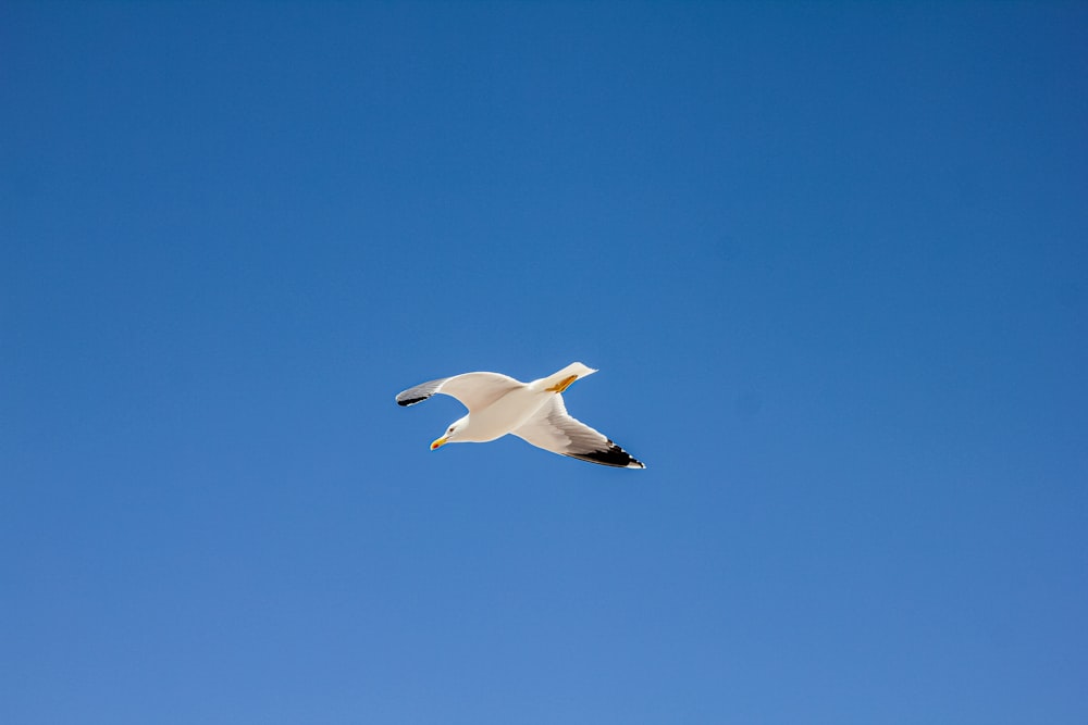 a white bird flying through a blue sky