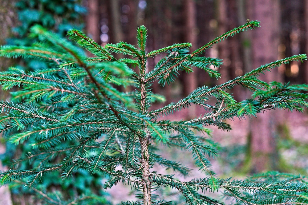 a close up of a pine tree in a forest