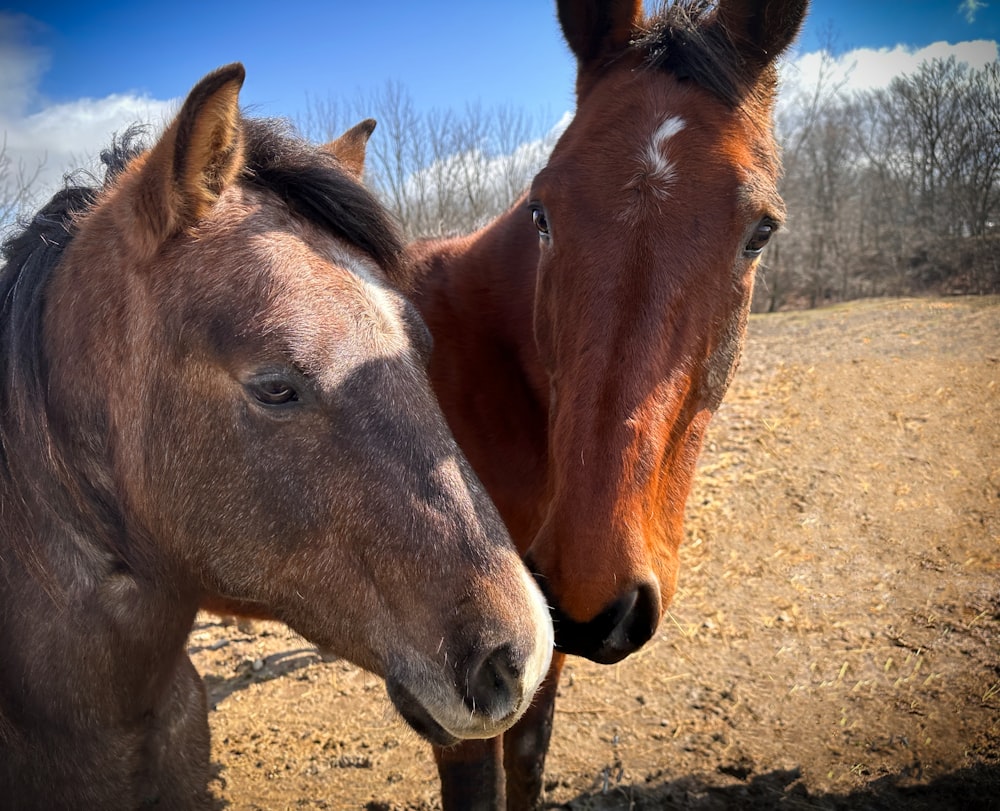 two horses standing next to each other in a field