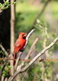 Close-up of a vibrant endangered bird perched on a branch with soft natural light.