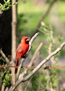 A vibrant bird perched on a branch near the Casa Bambu cabin at sunrise.