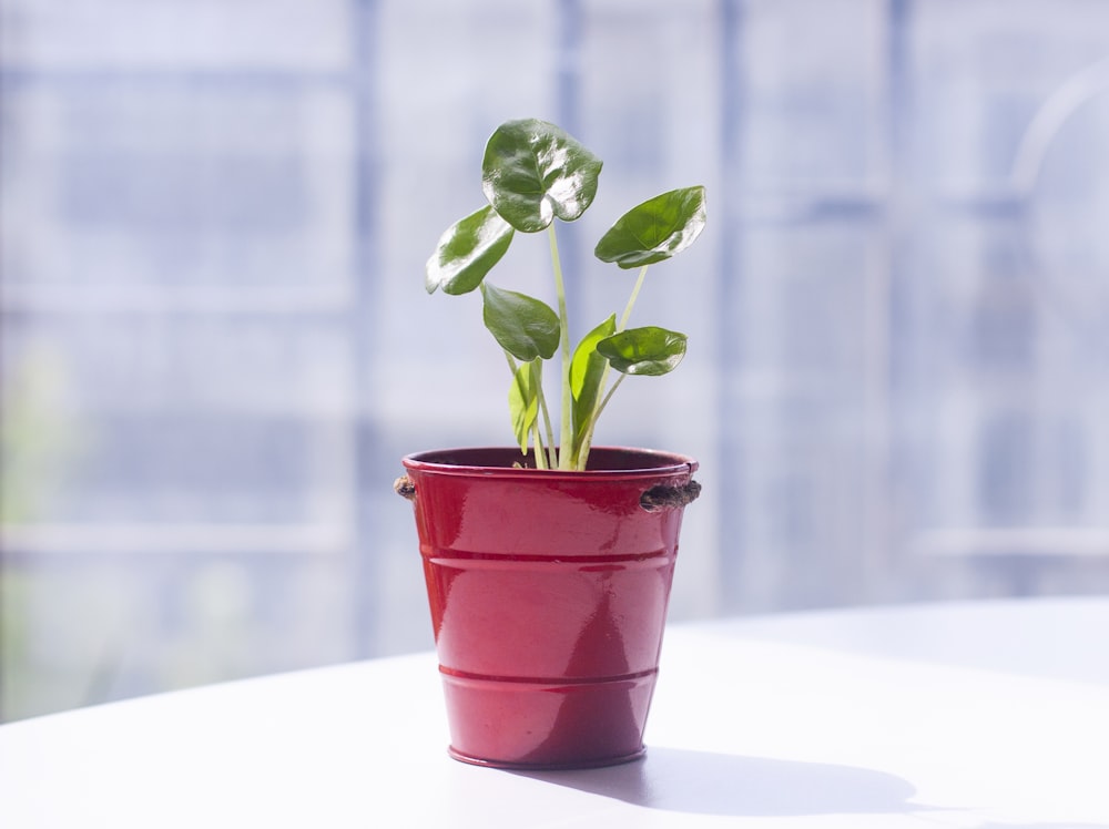 a small potted plant sitting on top of a table