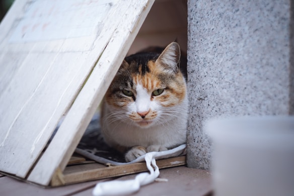 A calico cat is peering out from a makeshift shelter constructed with wooden boards. The cat has a mix of orange, black, and white fur and is resting comfortably inside its cozy spot. The shelter is positioned next to a stone structure, and a blurred plastic object is visible in the foreground.