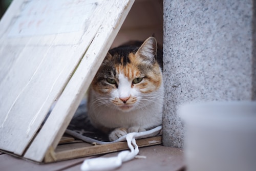 A calico cat is peering out from a makeshift shelter constructed with wooden boards. The cat has a mix of orange, black, and white fur and is resting comfortably inside its cozy spot. The shelter is positioned next to a stone structure, and a blurred plastic object is visible in the foreground.