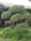 A trimmed, ornamental tree stands prominently surrounded by lush, green foliage. In the background, a decorative white bench is partially visible, nestled against a leafy, vine-covered wall. The setting resembles a tranquil garden or patio area.