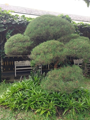A trimmed, ornamental tree stands prominently surrounded by lush, green foliage. In the background, a decorative white bench is partially visible, nestled against a leafy, vine-covered wall. The setting resembles a tranquil garden or patio area.