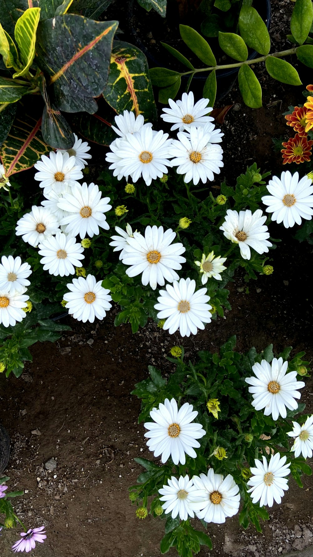 a bunch of white flowers in a garden