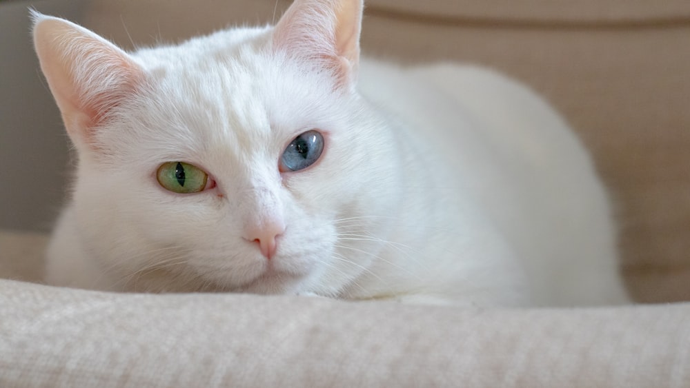a white cat with blue eyes laying on a couch