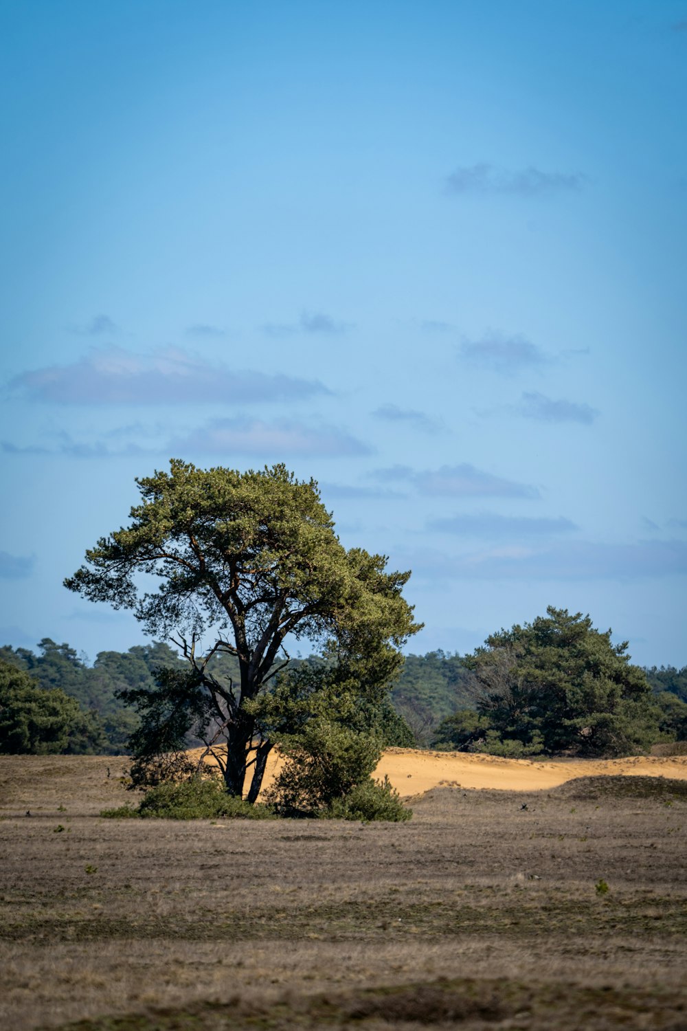 a lone tree in the middle of a field