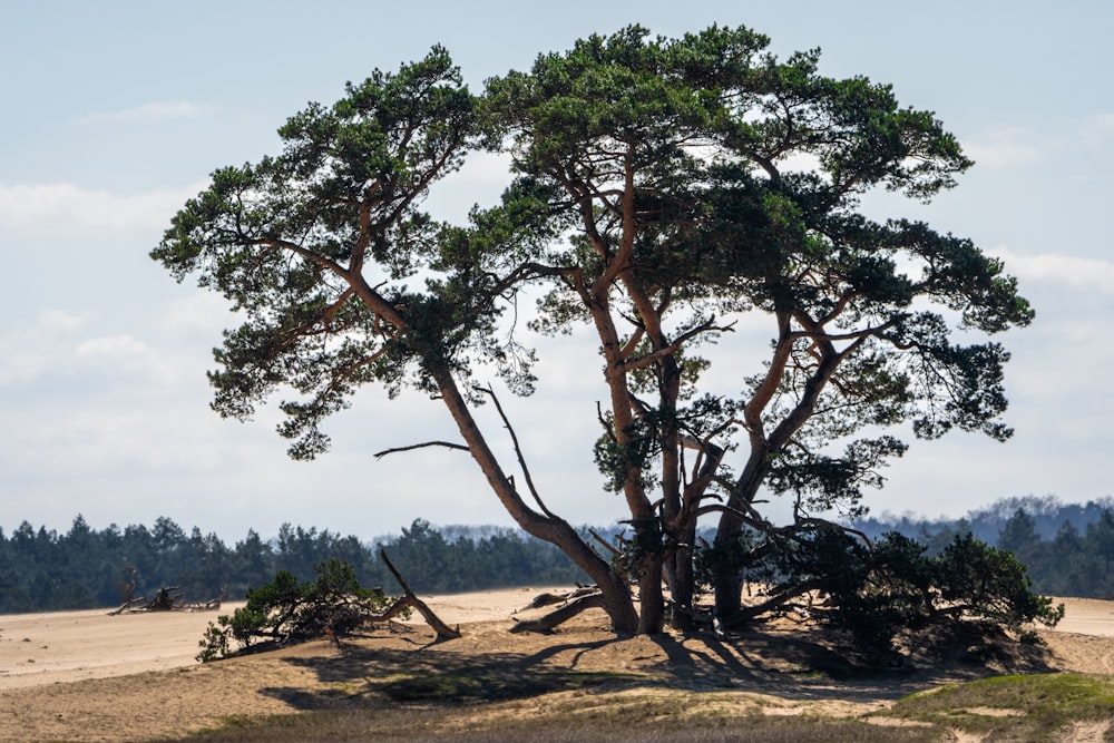 a couple of trees that are sitting in the sand