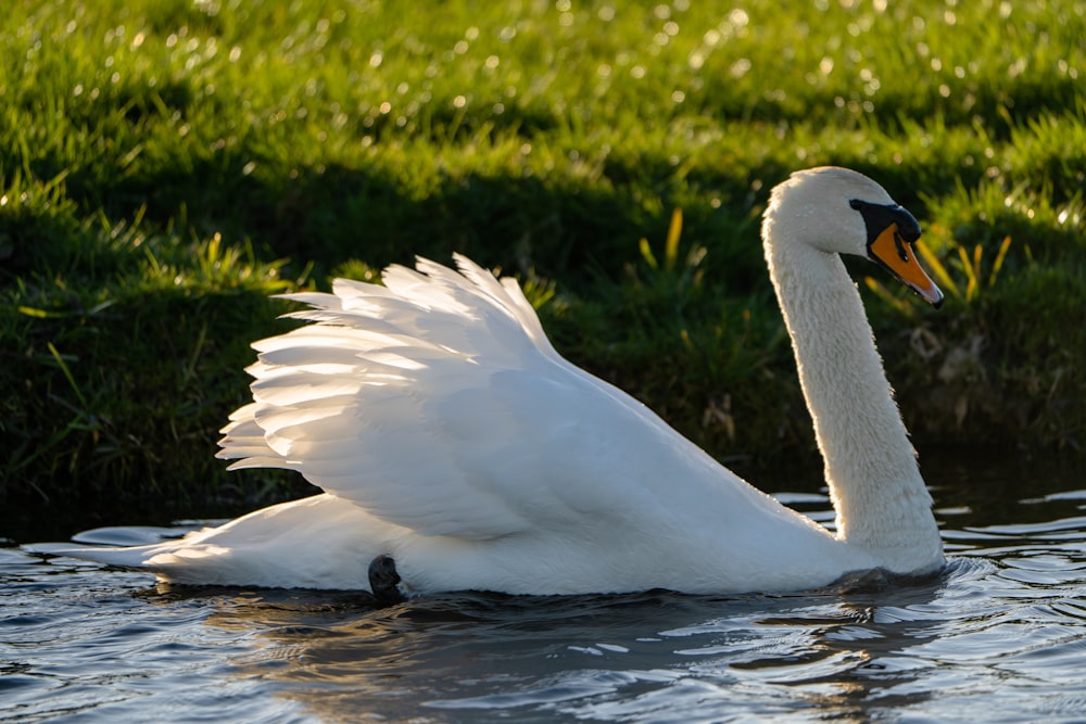 Un cisne blanco flotando sobre un cuerpo de agua