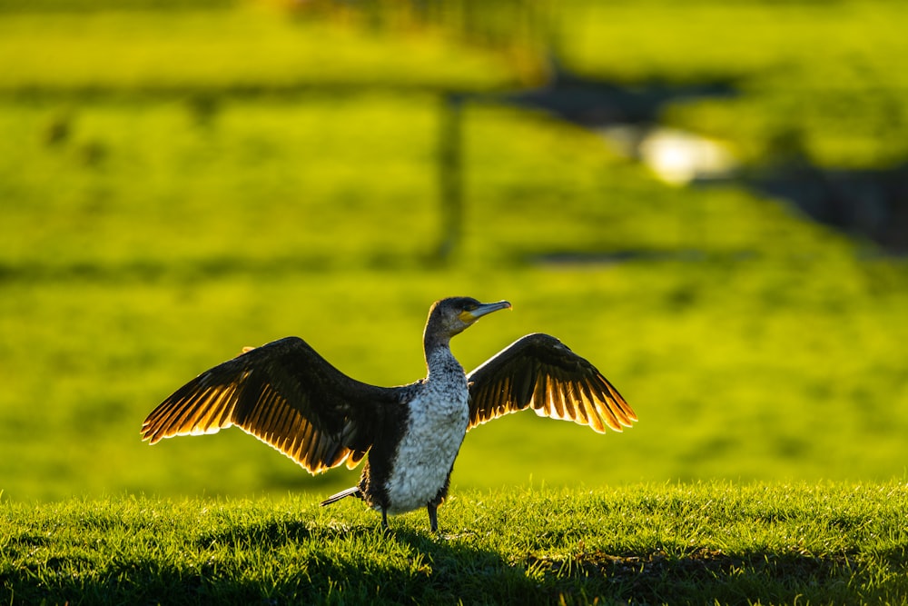 a bird with its wings spread standing on a grassy field