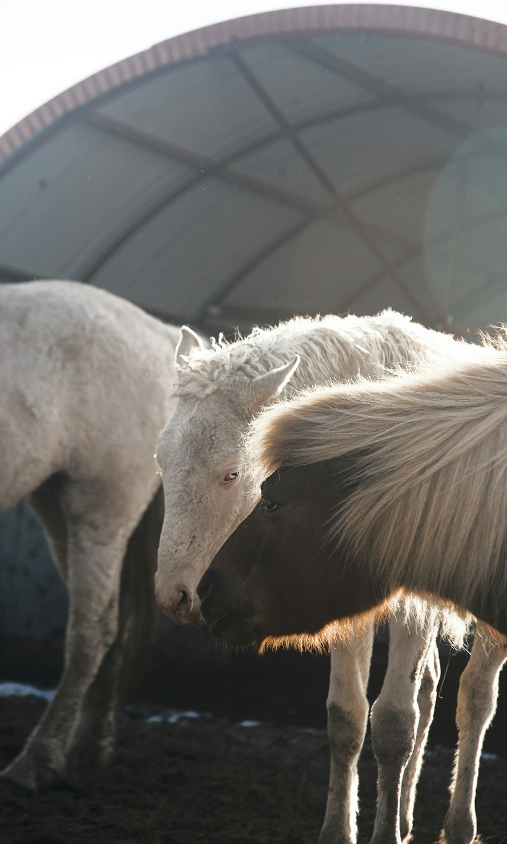 a couple of white horses standing next to each other